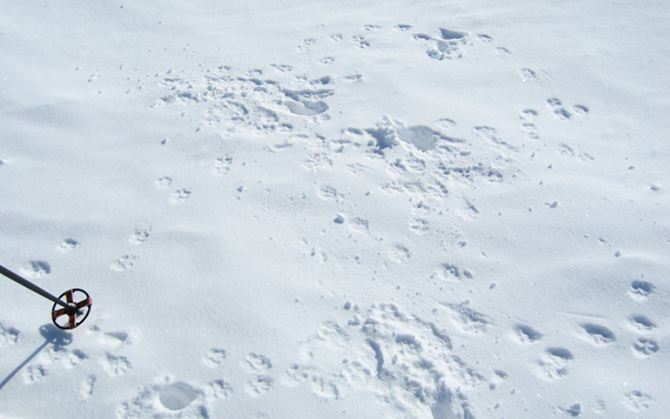 Стратегия выживания весной в лесу Стратегия выживания весной в лесу