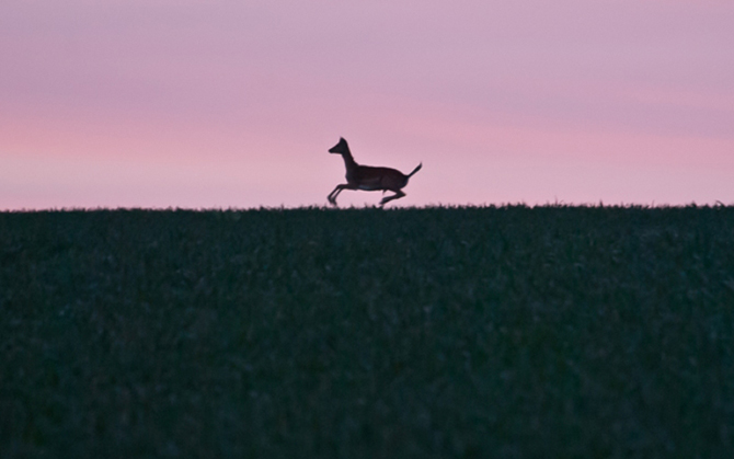 Стратегия выживания весной в лесу Стратегия выживания весной в лесу