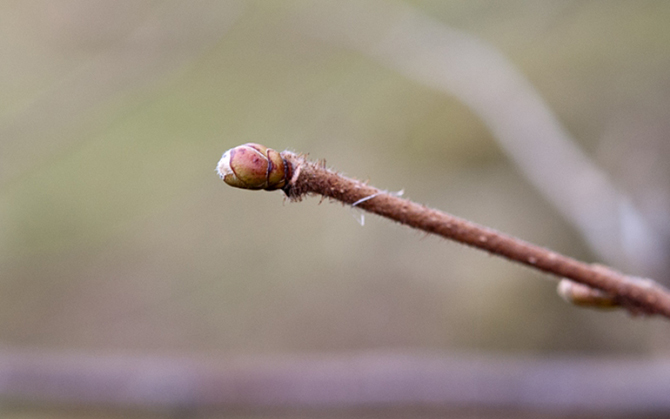 Стратегия выживания весной в лесу Стратегия выживания весной в лесу