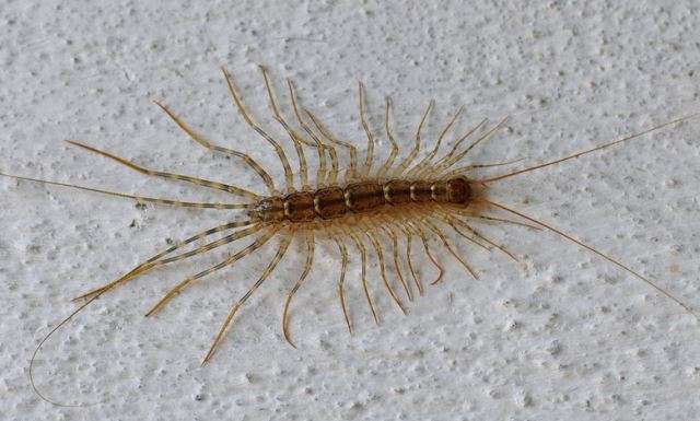 Вонючки из животного мира