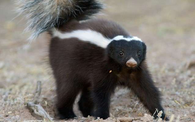 Вонючки из животного мира