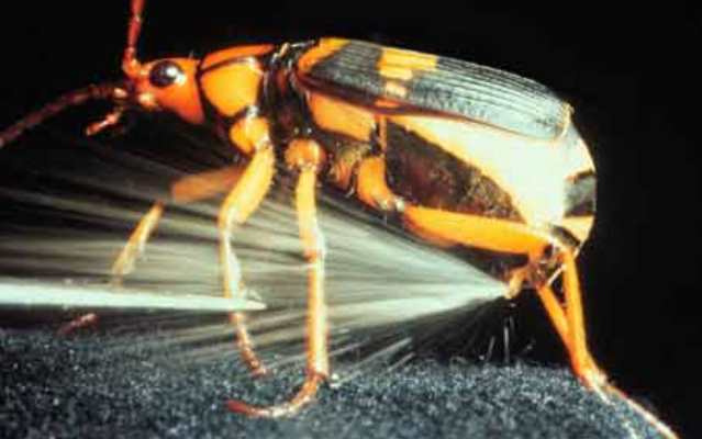 Вонючки из животного мира