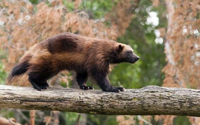 Вонючки из животного мира