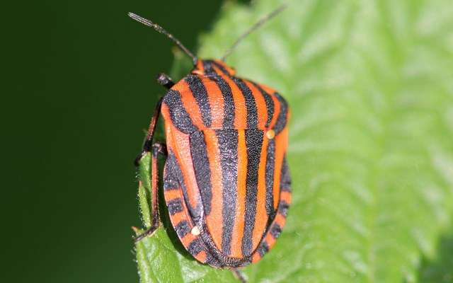 Вонючки из животного мира