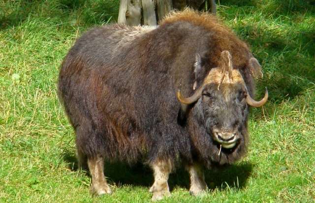 Вонючки из животного мира