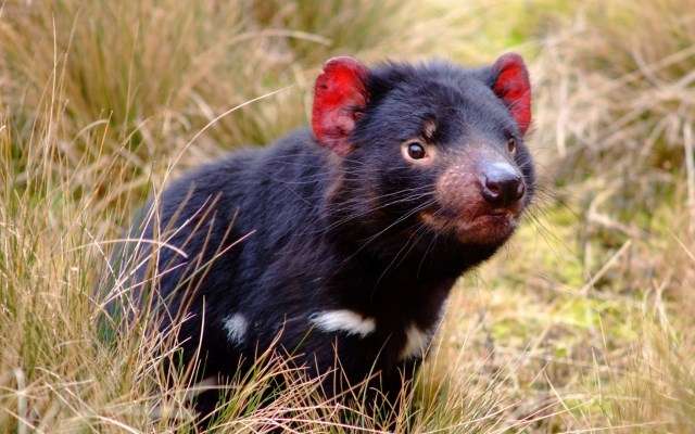 Вонючки из животного мира