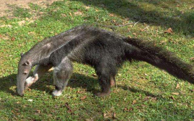 Вонючки из животного мира