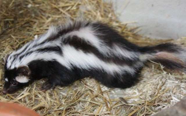 Вонючки из животного мира