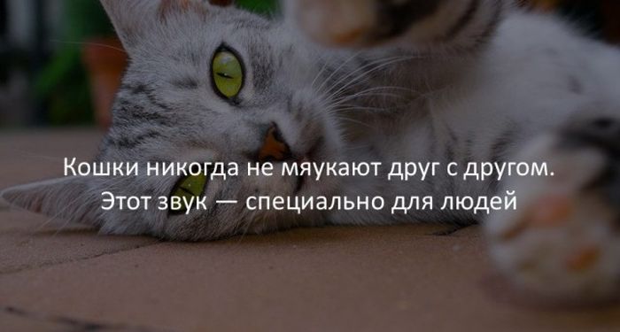 Интересные факты для любознательных