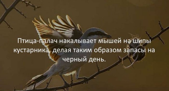 Интересные факты для любознательных