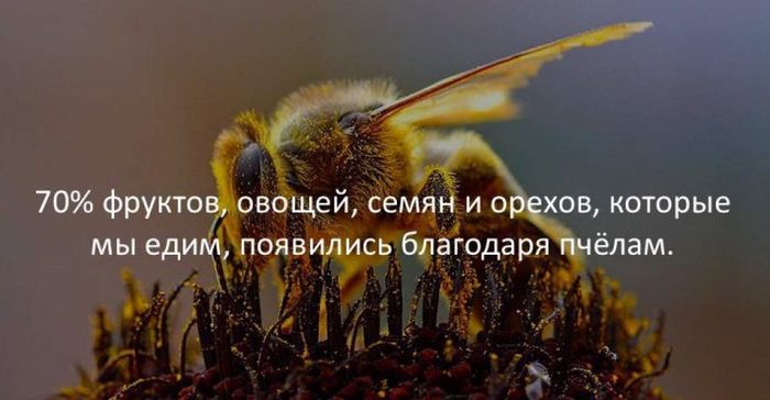 Интересные факты для любознательных