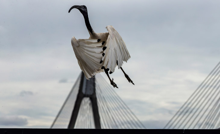 Как живется молуккским ибисам в Сиднее Как живется молуккским ибисам в Сиднее