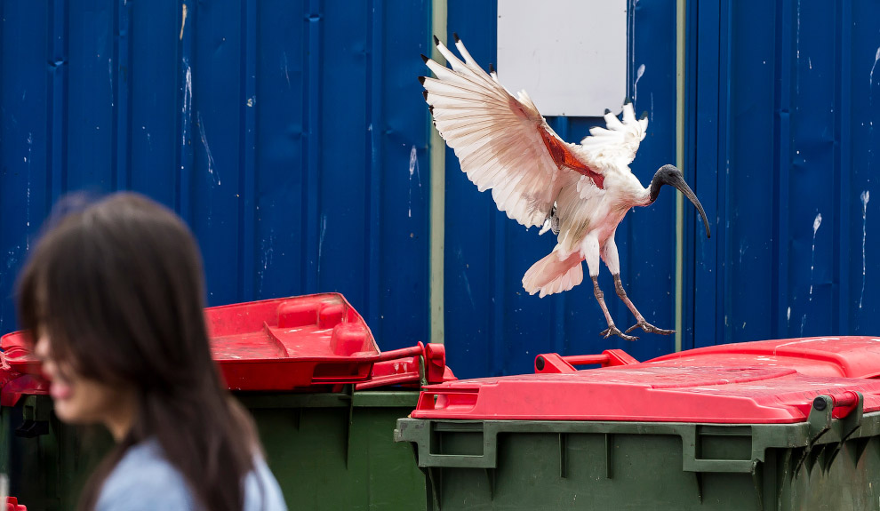 Как живется молуккским ибисам в Сиднее Как живется молуккским ибисам в Сиднее