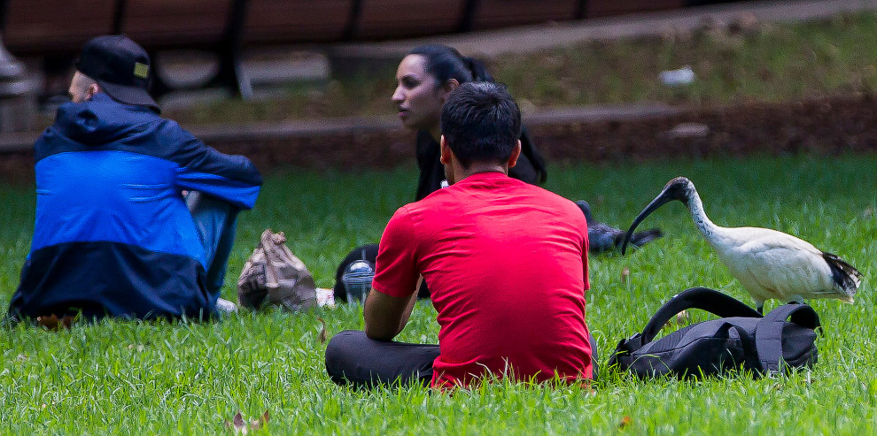 Как живется молуккским ибисам в Сиднее Как живется молуккским ибисам в Сиднее