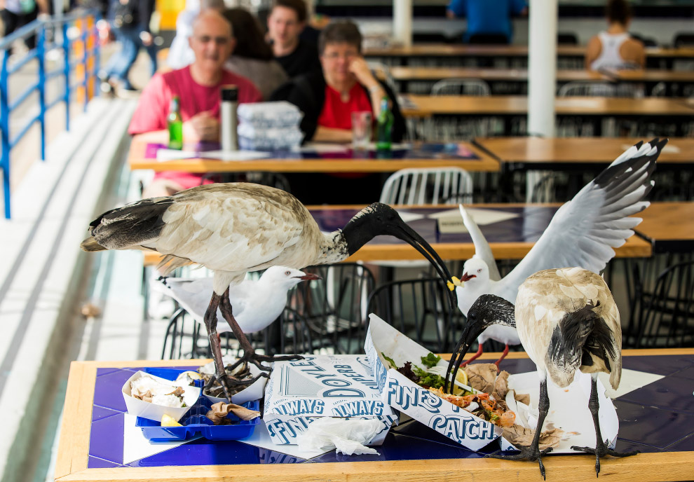 Как живется молуккским ибисам в Сиднее Как живется молуккским ибисам в Сиднее