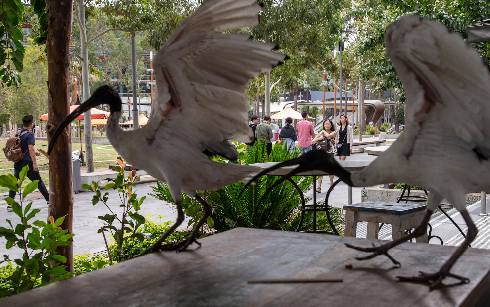 Как живется молуккским ибисам в Сиднее Как живется молуккским ибисам в Сиднее