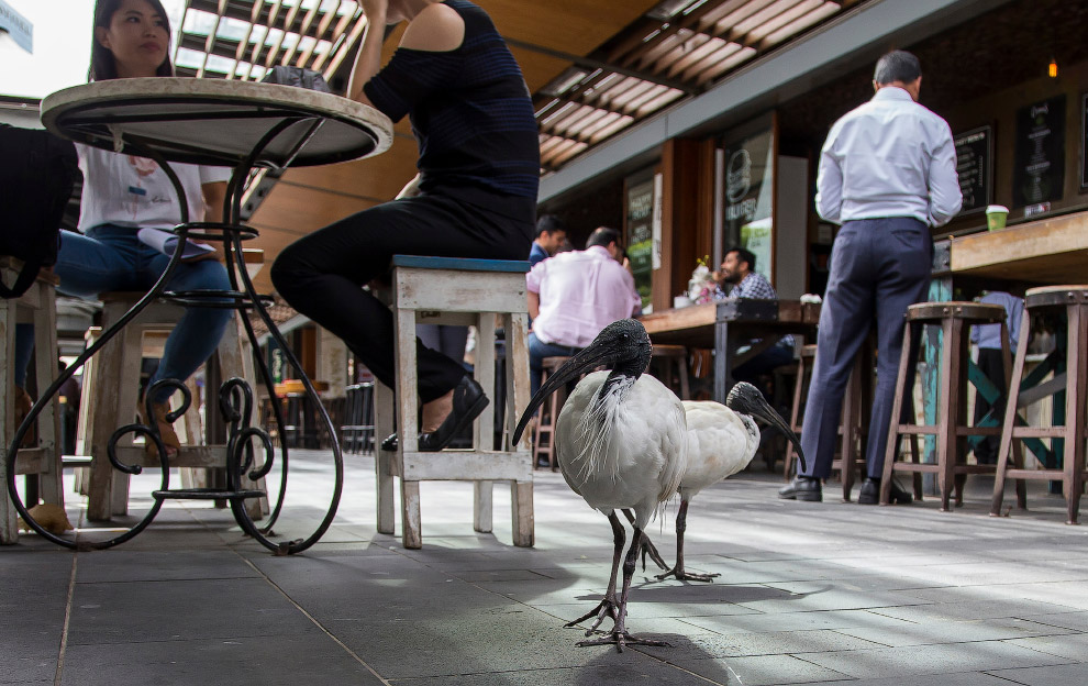 Как живется молуккским ибисам в Сиднее Как живется молуккским ибисам в Сиднее