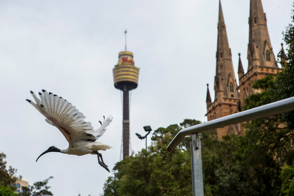 Как живется молуккским ибисам в Сиднее Как живется молуккским ибисам в Сиднее