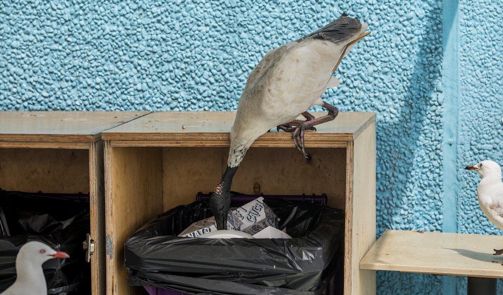 Как живется молуккским ибисам в Сиднее Как живется молуккским ибисам в Сиднее