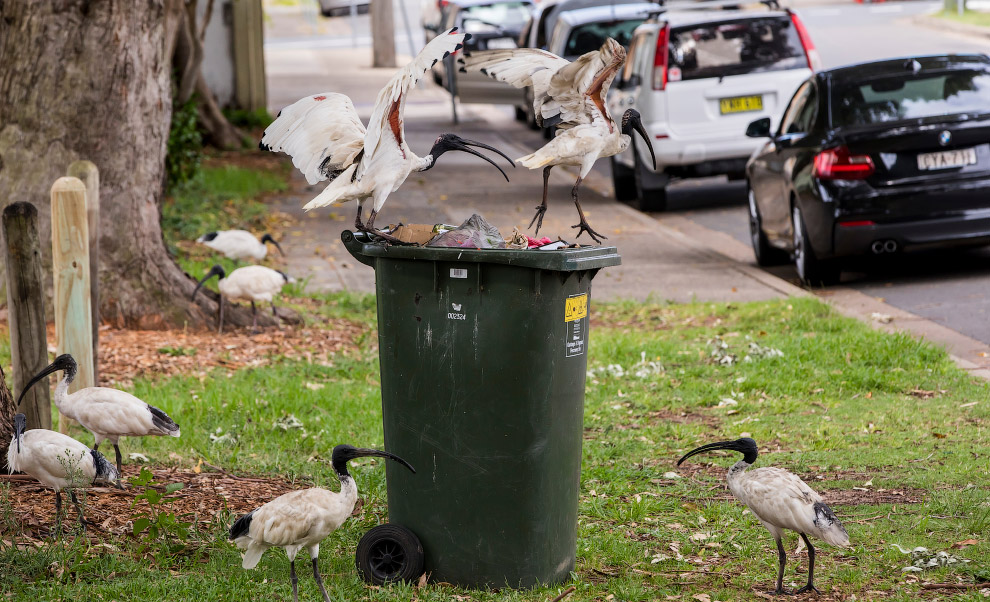 Как живется молуккским ибисам в Сиднее Как живется молуккским ибисам в Сиднее