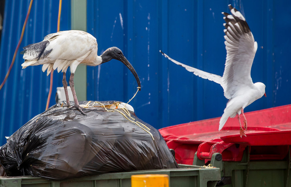 Как живется молуккским ибисам в Сиднее Как живется молуккским ибисам в Сиднее