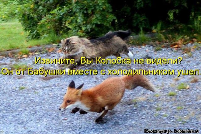 Лучшие котоматрицы недели