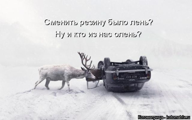 Лучшие котоматрицы недели