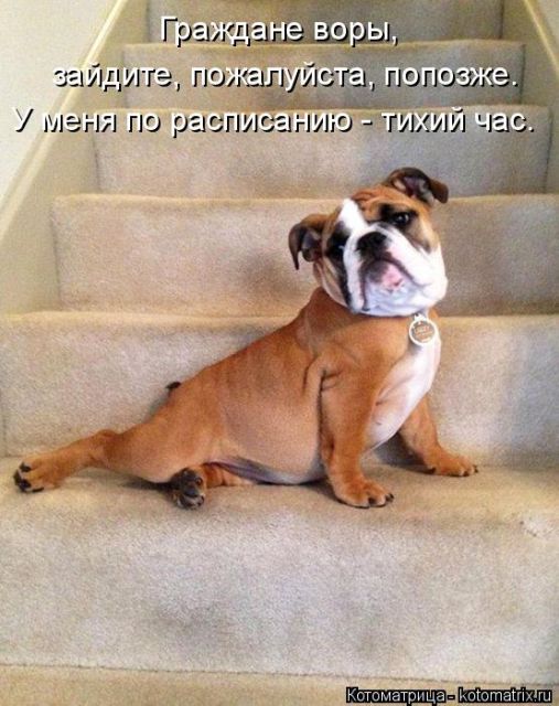 Лучшие котоматрицы недели