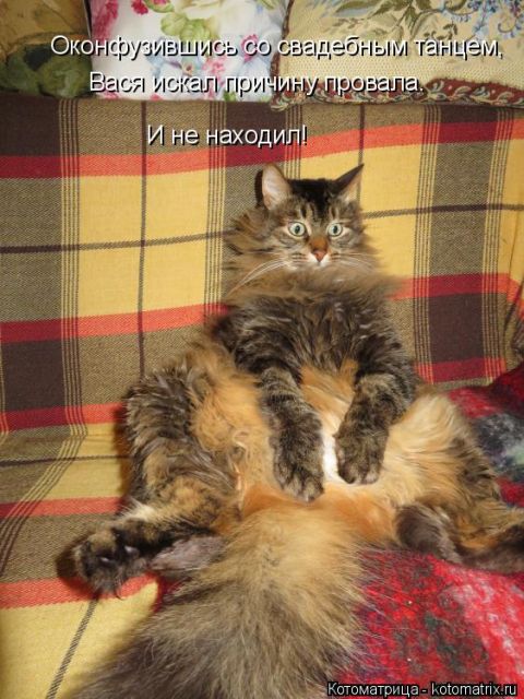 Лучшие котоматрицы недели