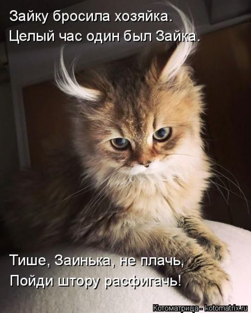 Лучшие котоматрицы недели