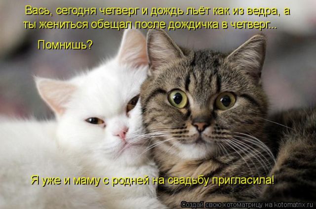 Лучшие котоматрицы недели