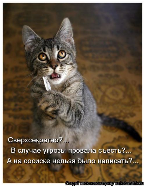 Лучшие котоматрицы недели