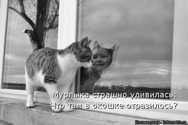 Лучшие котоматрицы недели