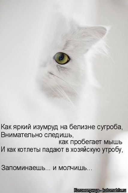 Лучшие котоматрицы недели