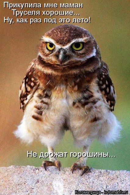 Лучшие котоматрицы недели