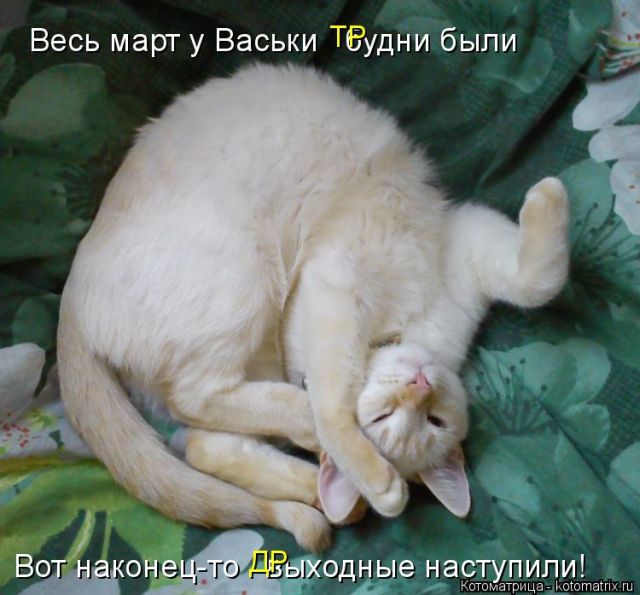 Лучшие котоматрицы недели