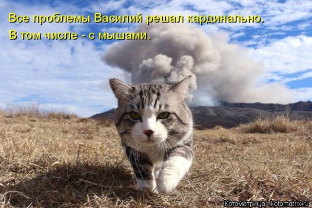 Лучшие котоматрицы недели