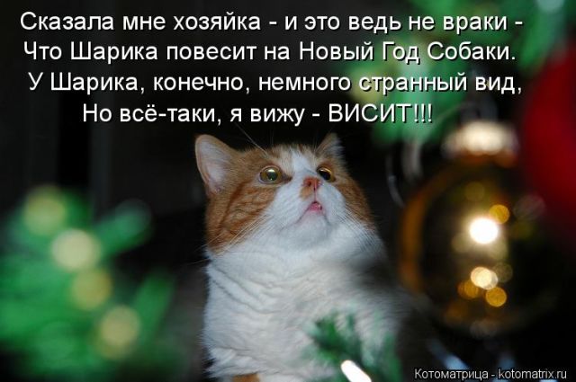 Лучшие котоматрицы недели
