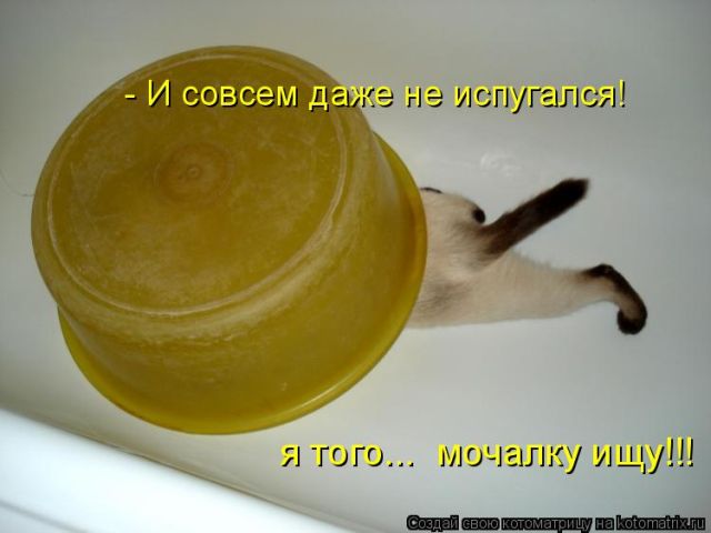 Лучшие котоматрицы недели