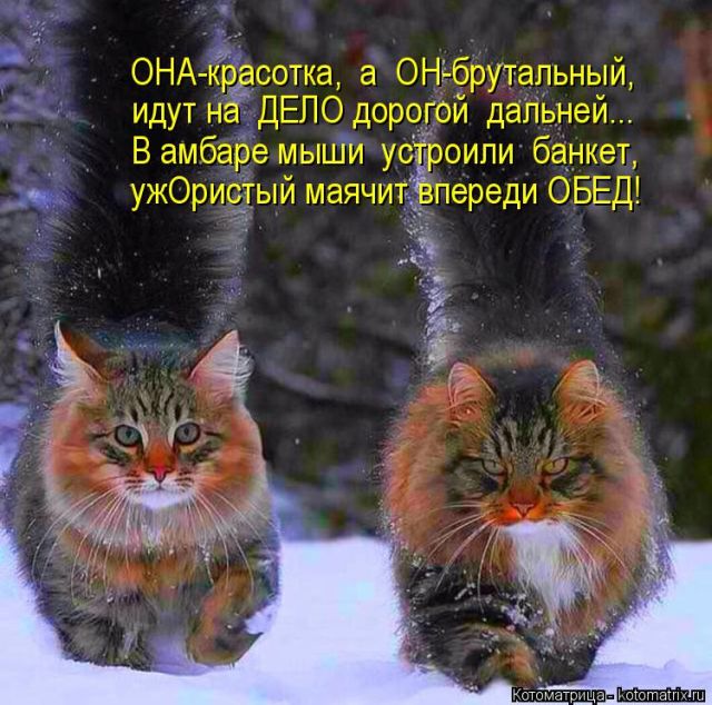 Лучшие котоматрицы недели