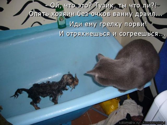 Лучшие котоматрицы недели