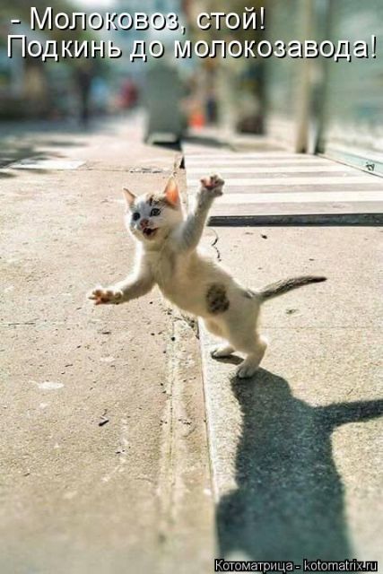 Лучшие котоматрицы недели