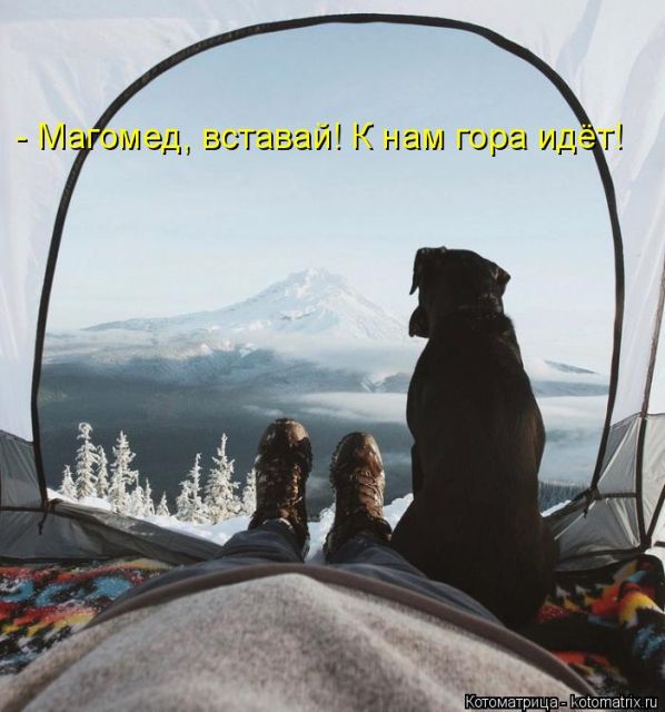 Лучшие котоматрицы недели