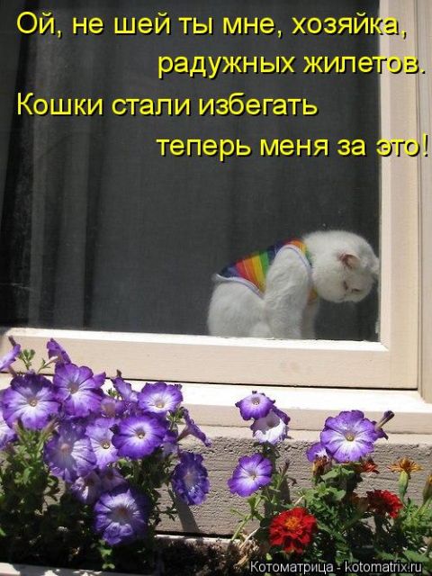 Лучшие котоматрицы недели