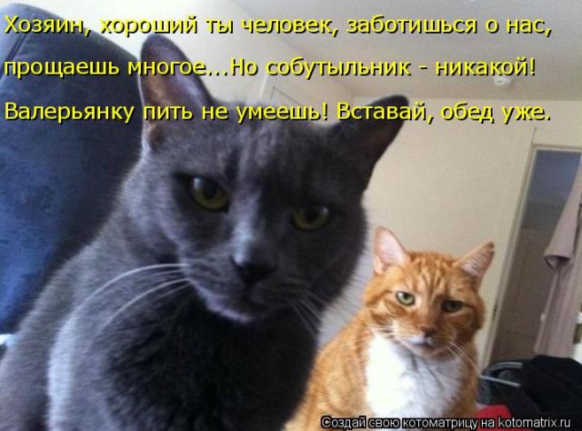 Лучшие котоматрицы недели