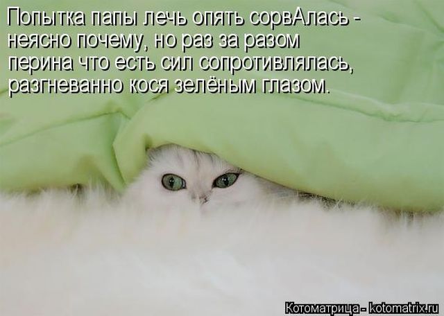 Лучшие котоматрицы недели