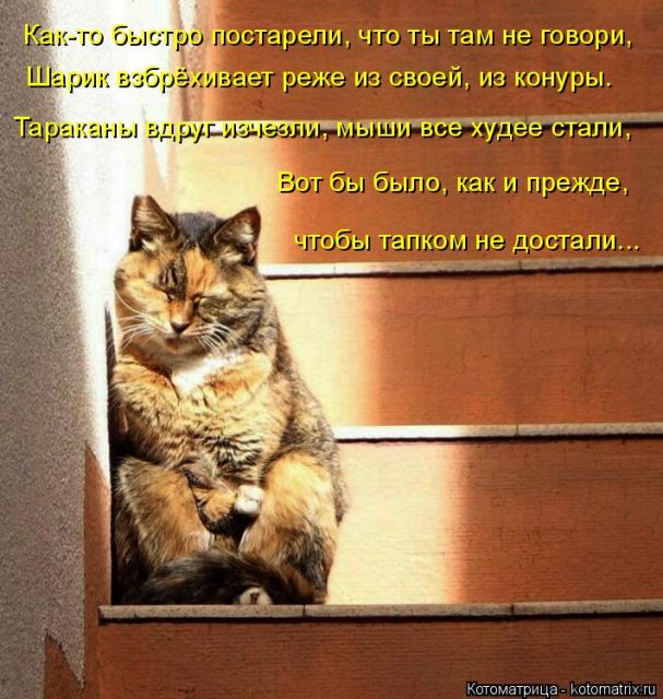 Лучшие котоматрицы недели