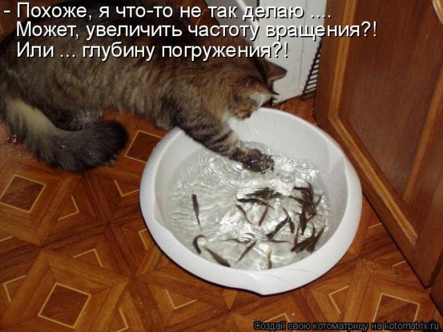 Лучшие котоматрицы недели