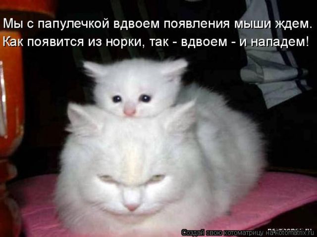 Лучшие котоматрицы недели