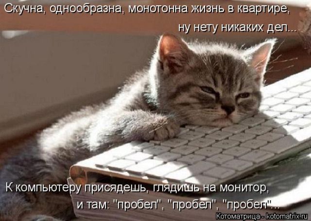 Лучшие котоматрицы недели